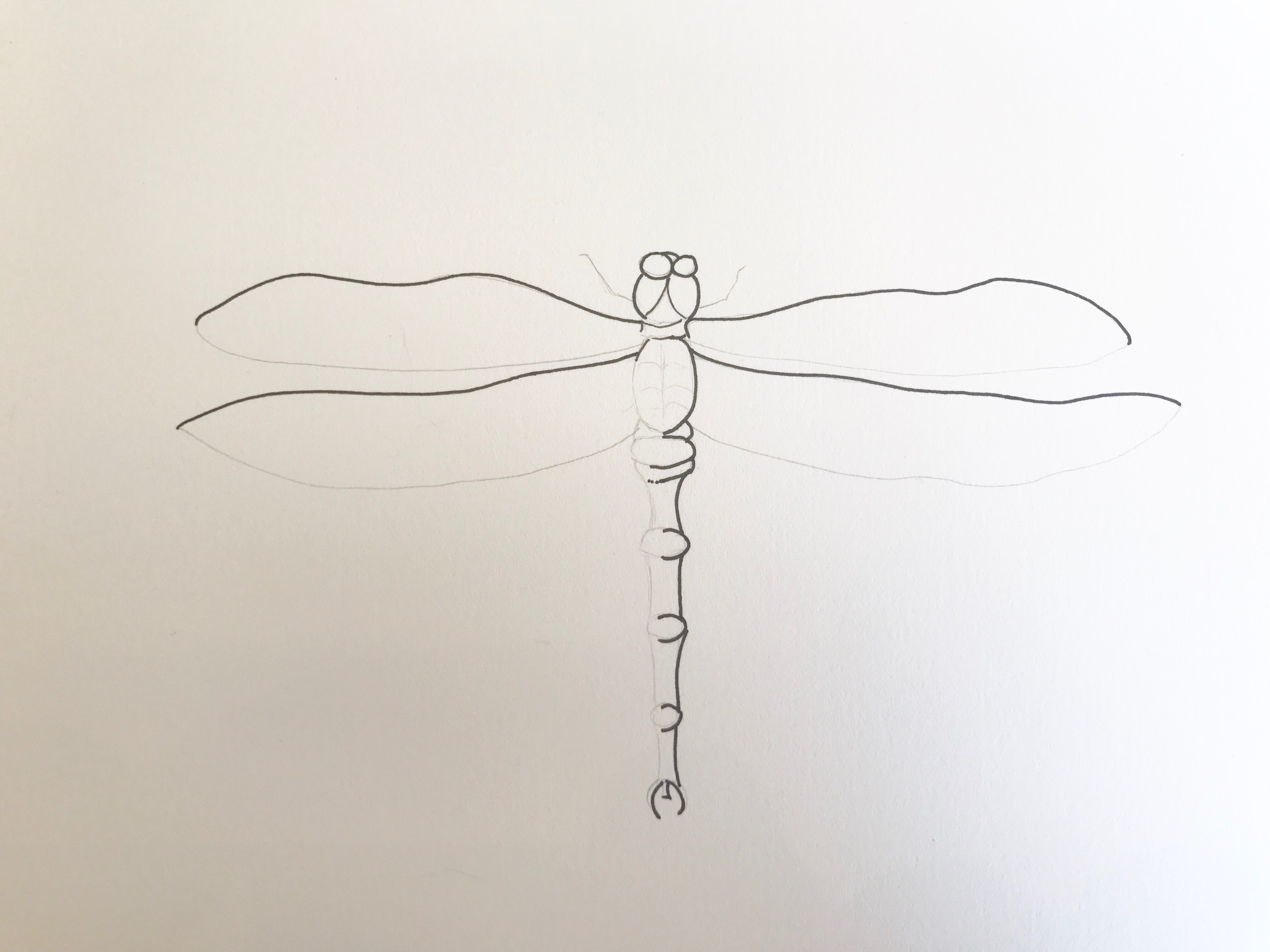 trace dragonfly with ink