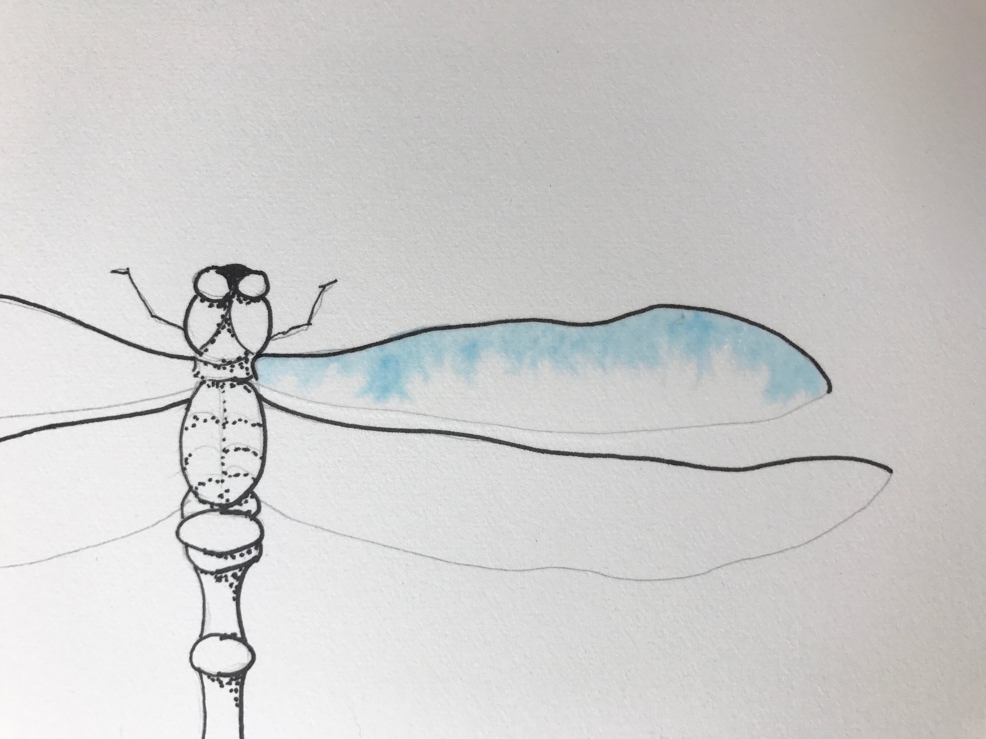 watercolor dragonfly