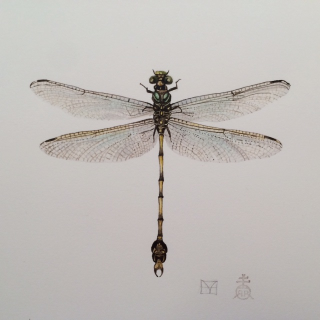 realistic dragonfly