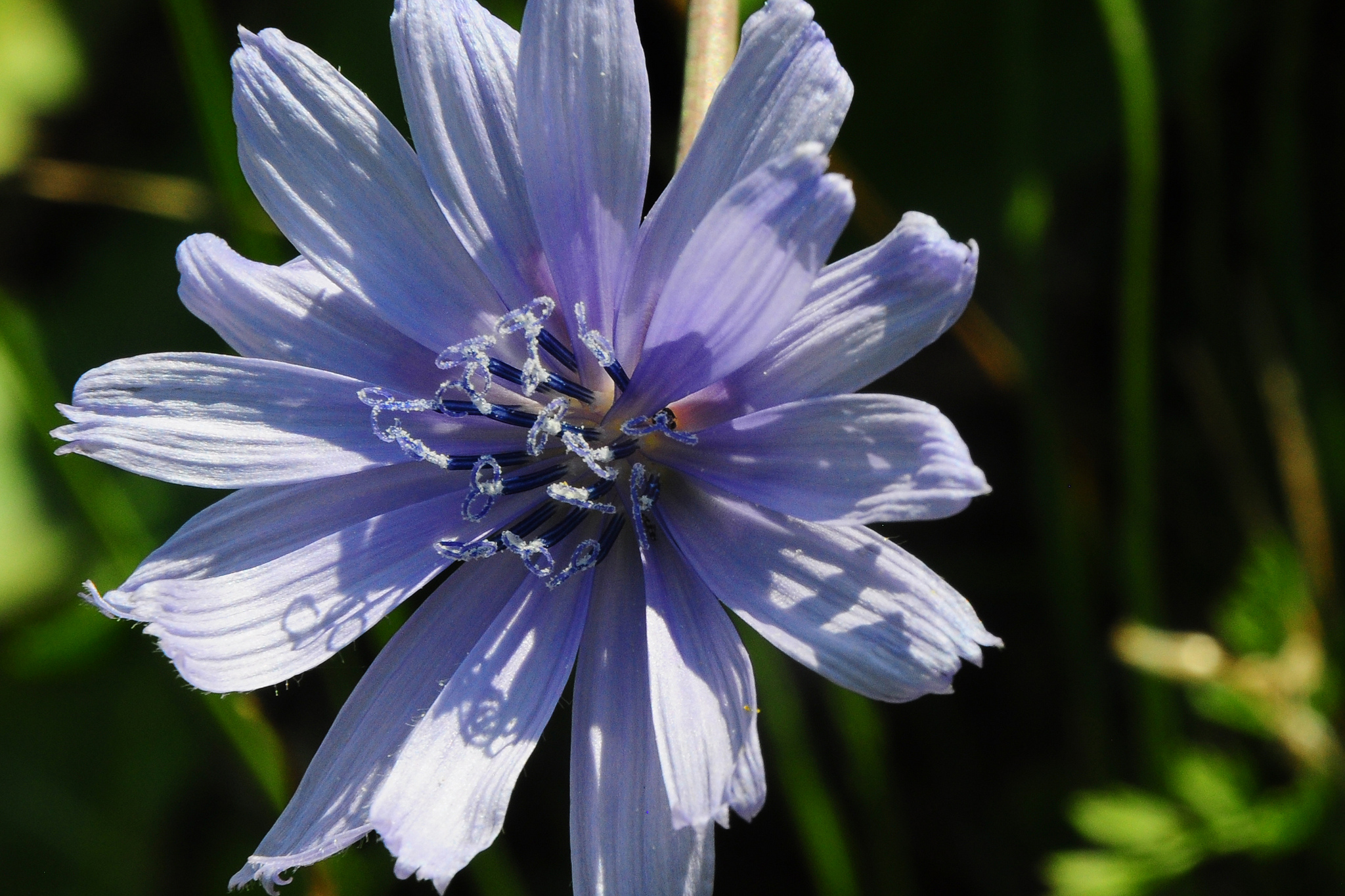 Chicory