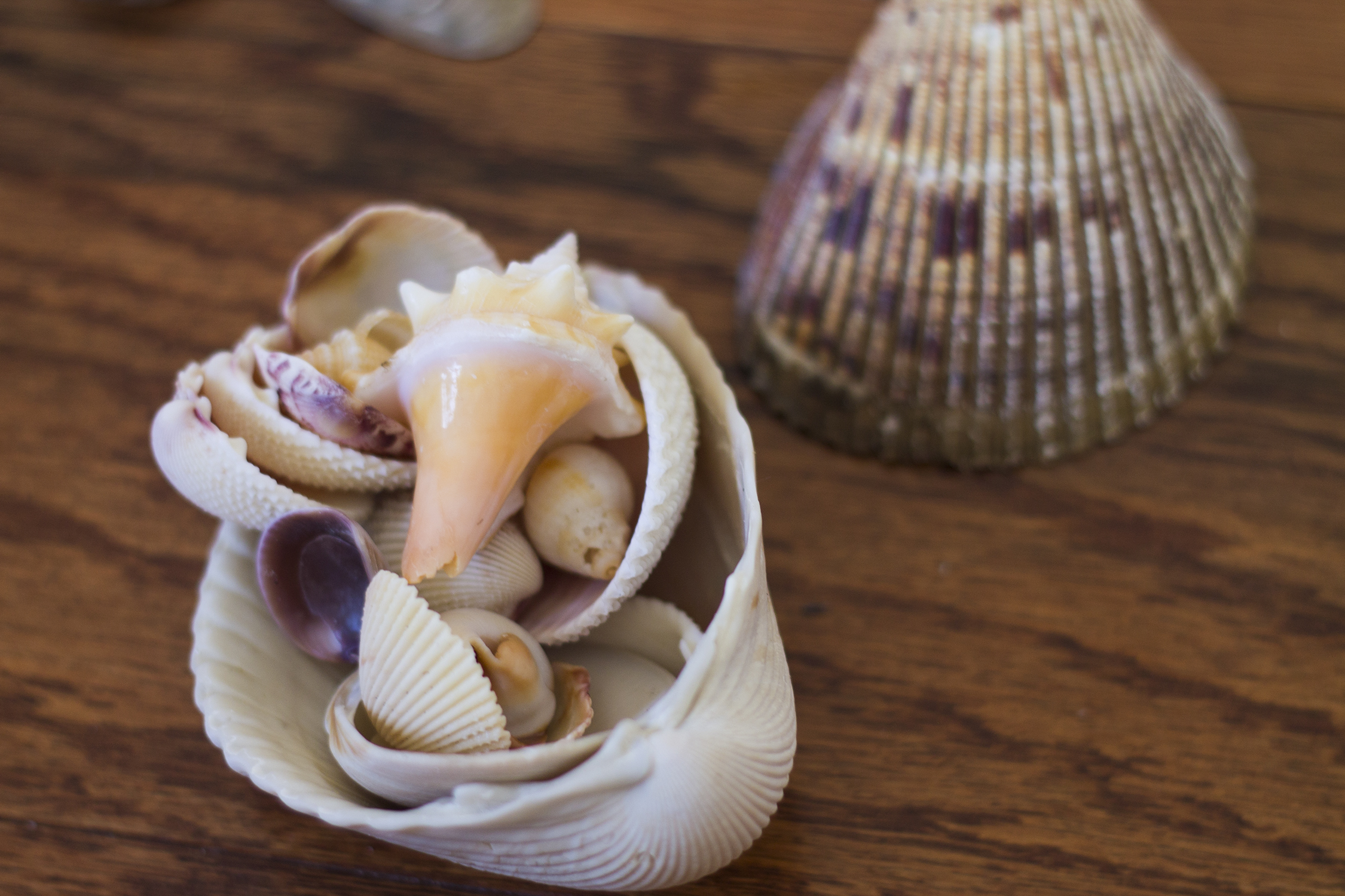 Beautiful sea shells collected from the gulf coast ready to be drawn and painted