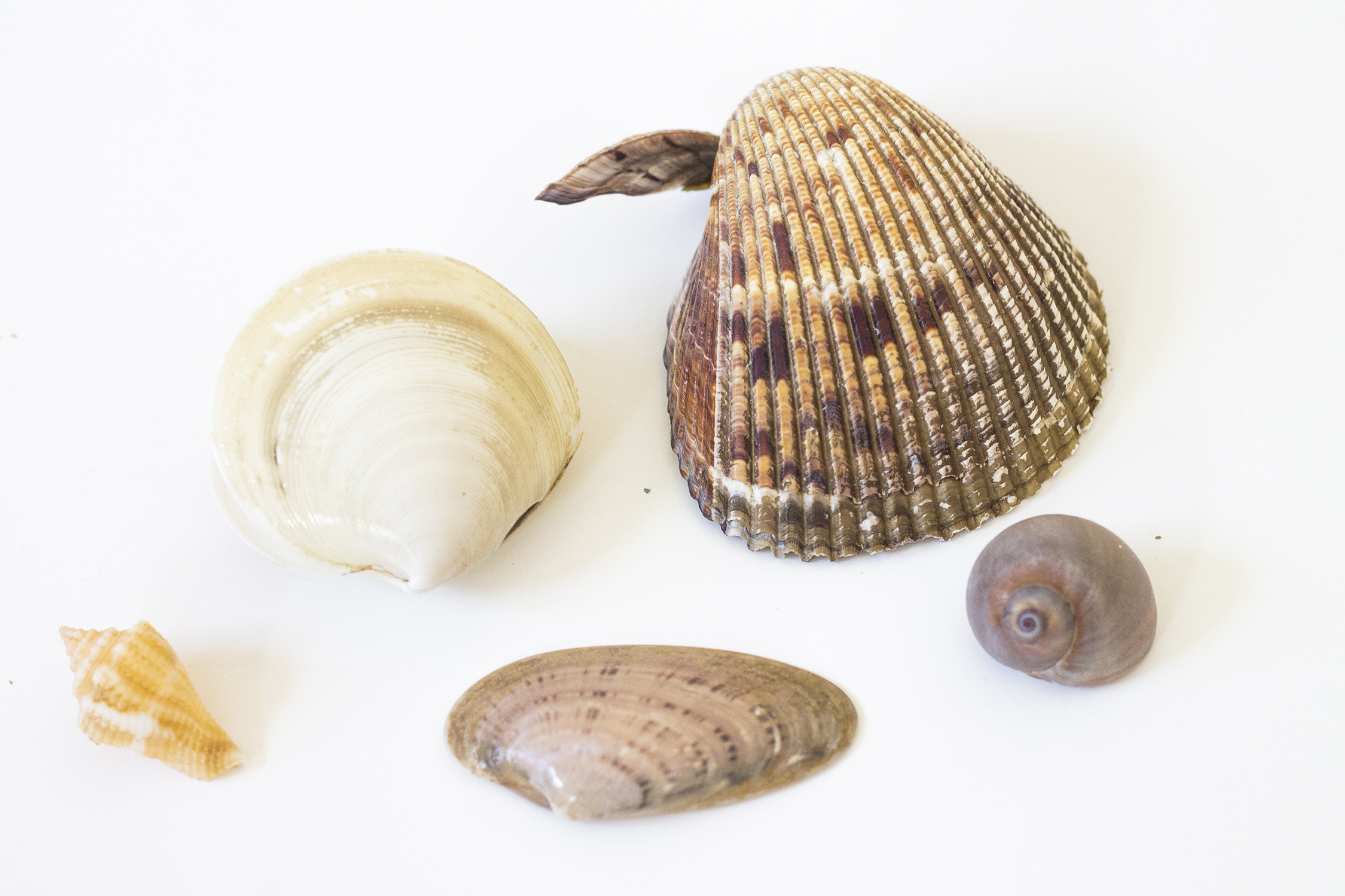 Assorted sea shells