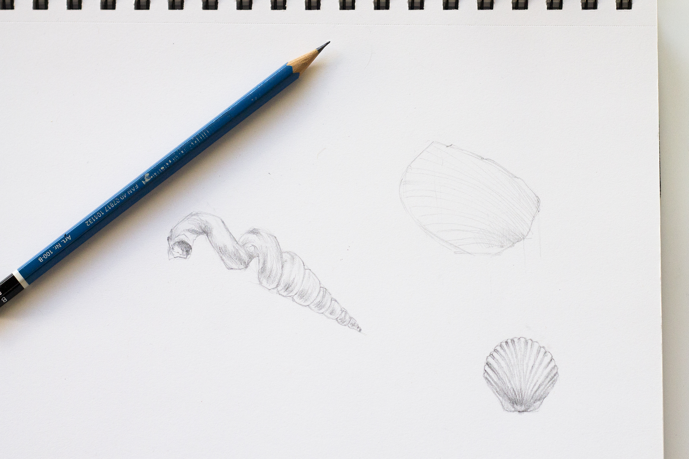 How To Paint Seashells In Watercolor 3 Painting Tutorials Choose your favorite sea shell drawings from millions of available designs. how to paint seashells in watercolor 3