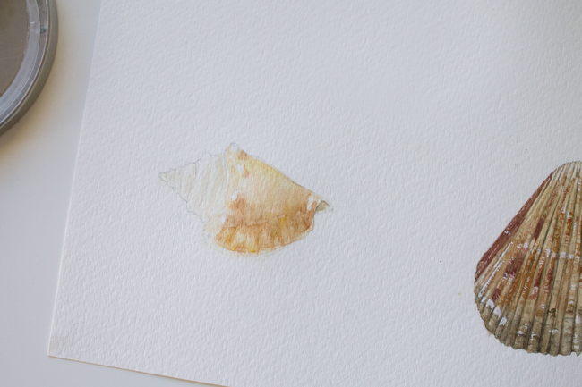 Conch painting