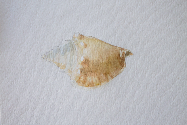 Sea shell conch painting