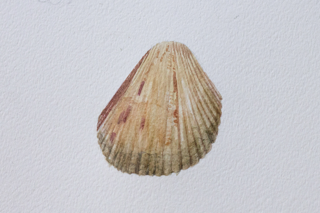 Sea shell painting