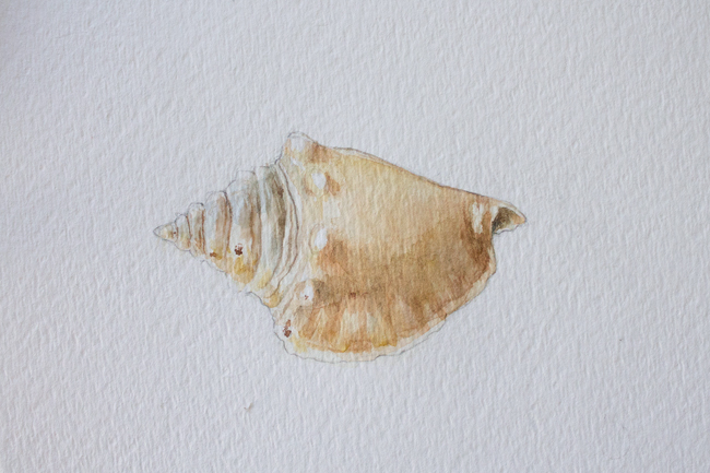 Conch shell painting