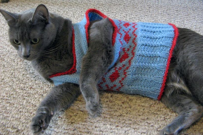 cat sweater