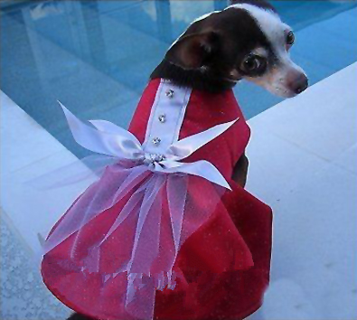 Black and White Dog Wearing Dress with Bow