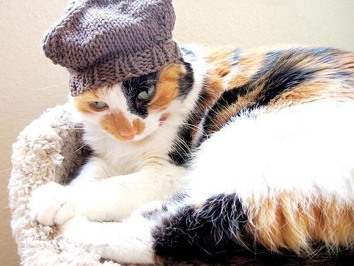 Cat Wearing Knit Hat