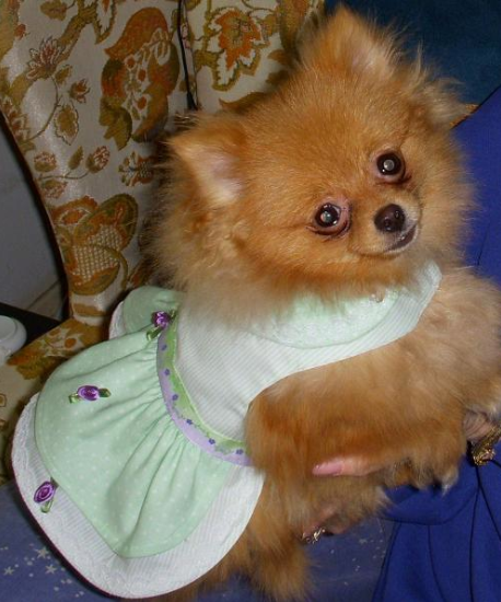 Fluffy Dog Wearing Green Dress