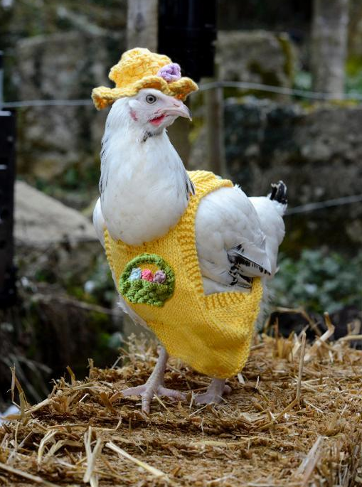 Chicken Wearing a Sweater