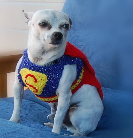 Dog Wearing Superman Sweater