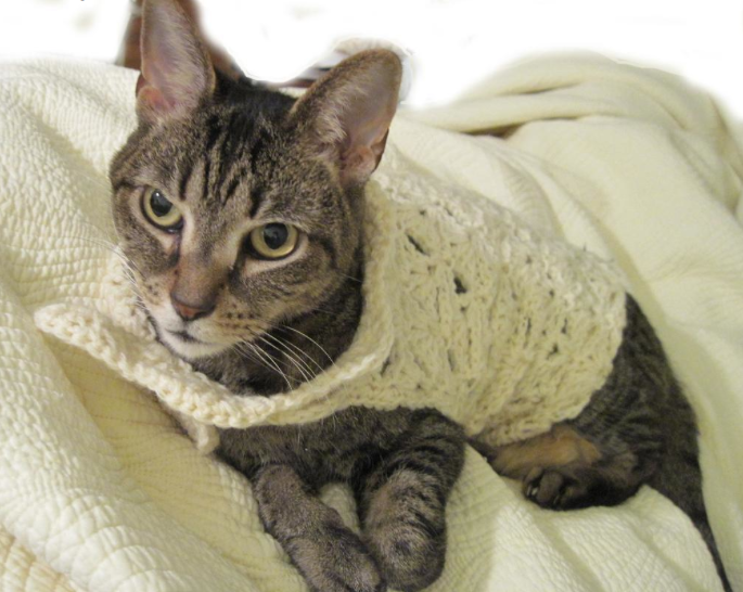 Cat Wearing Crochet Garment