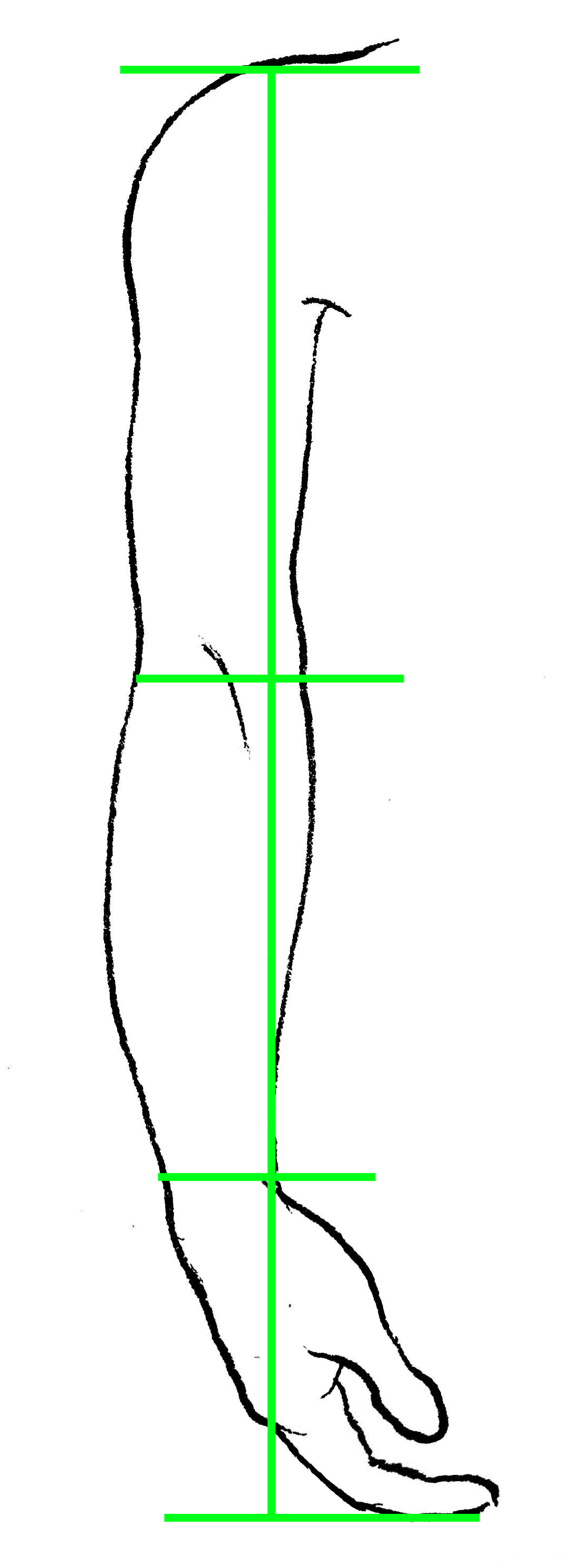 Drawing of Arm with Segments Indicated