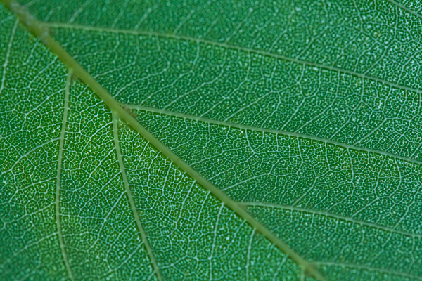 A leaf with 100mm macro lens