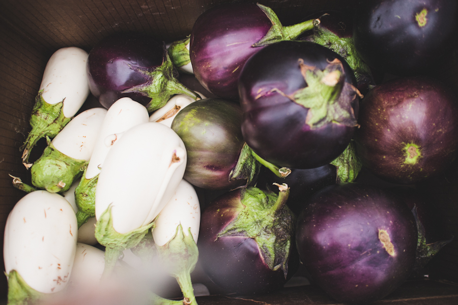 Collection of Multicolored Eggplants