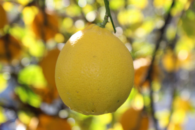 Lemon Hanging in Tree