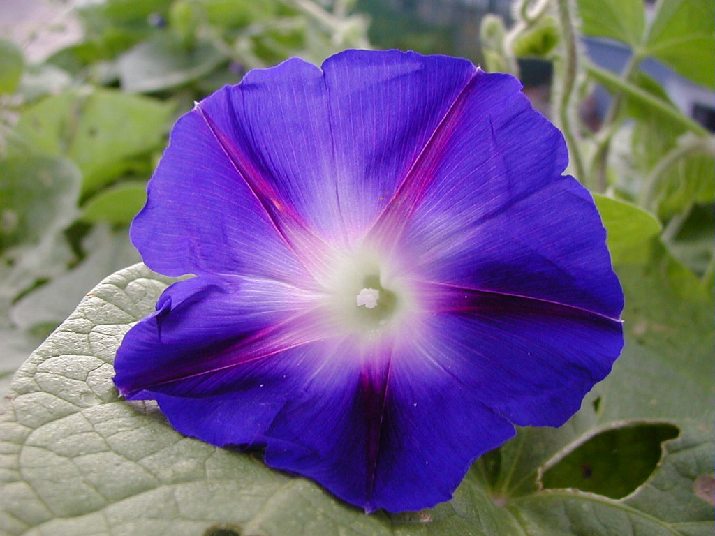 Image of a Blue Morning Glory 