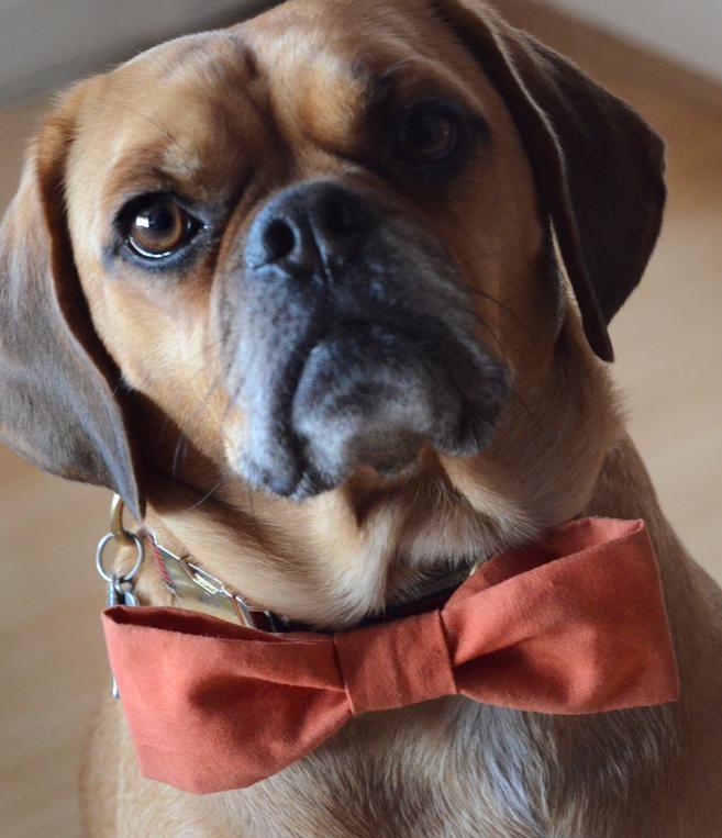 Dog Bow Tie - www.craftsy.com