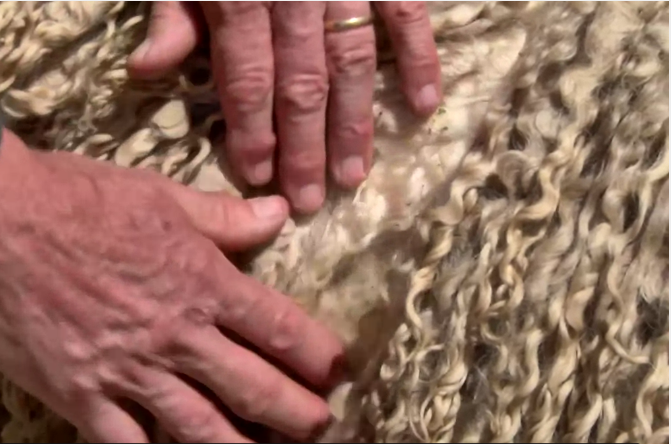 Close Look at Wool 