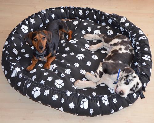 2 Dogs on Paw-Patterned Dog Bed