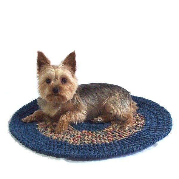 Little Doggie on Pet Blanket