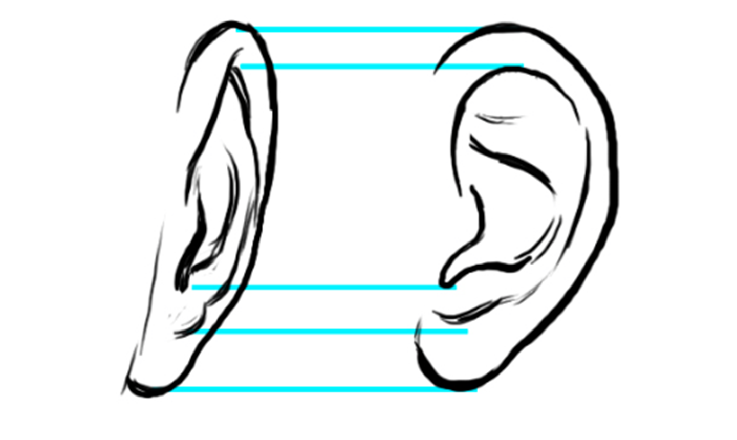 drawing ears diagram