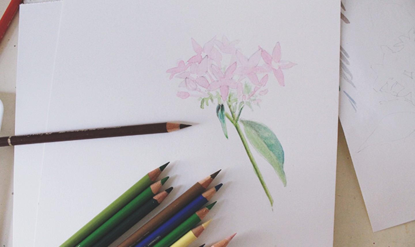 layering colored pencil onto flower drawing