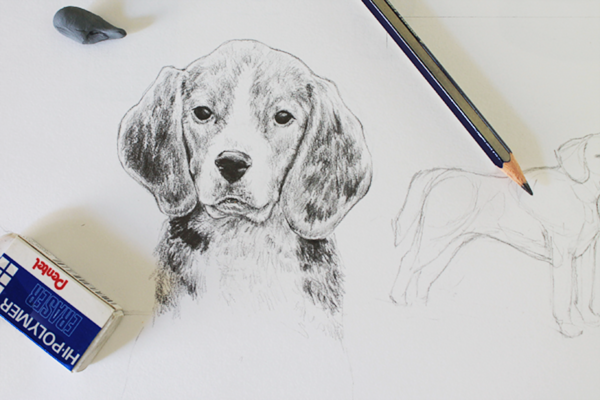 graphite beagle dog drawing