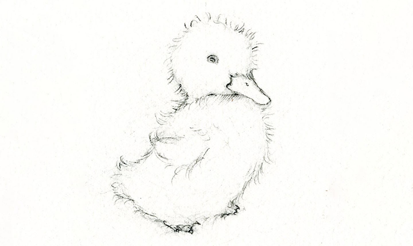 sketched duckling
