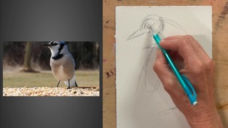 Capturar la acción: Dibujar pájaros