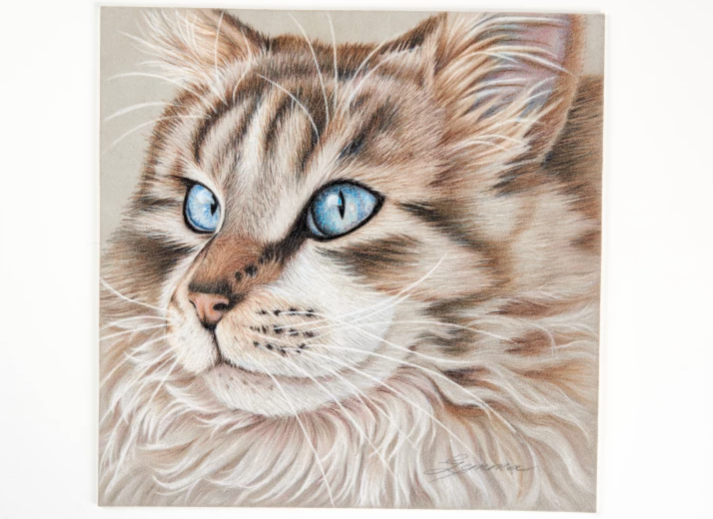 realistic colored pencil cat drawing