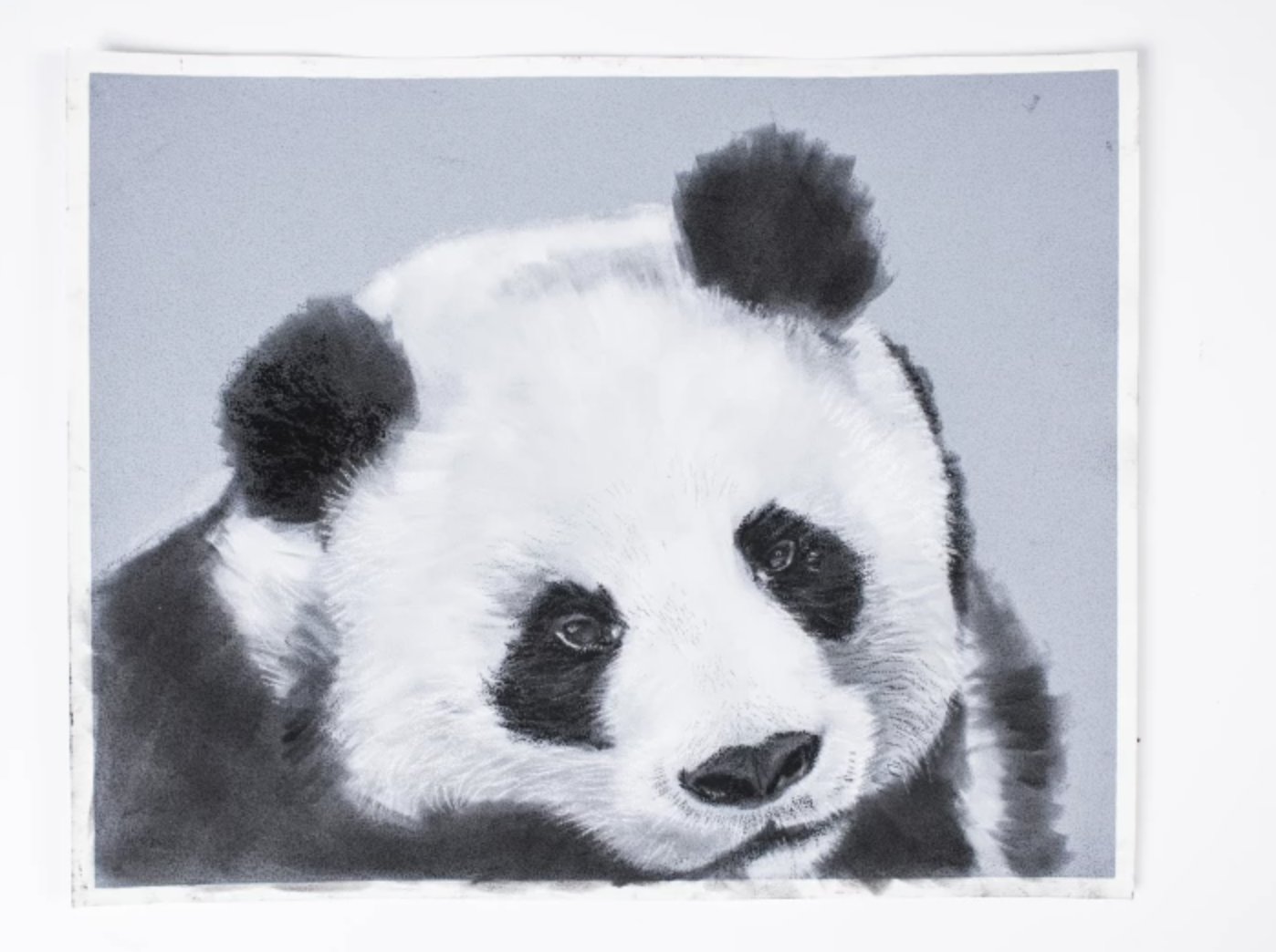 charcoal panda drawing