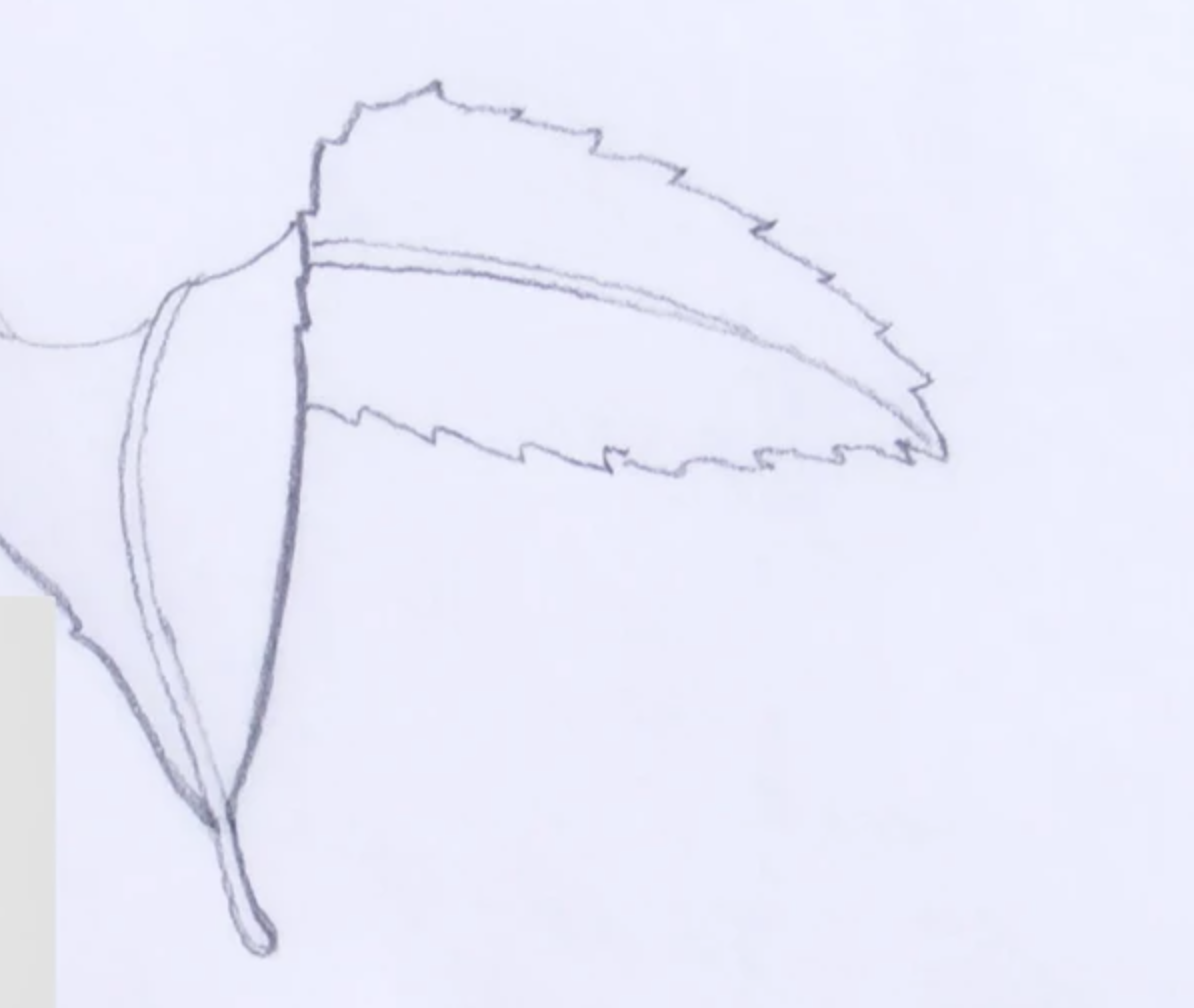 leaf drawing
