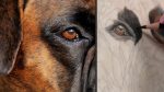 Ojos de perro y pelaje