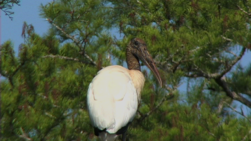 Featured image for this video