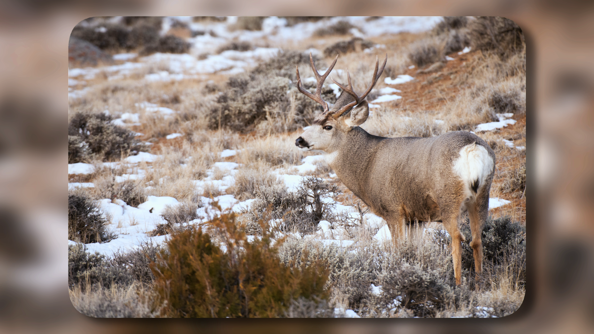 Featured image for this video