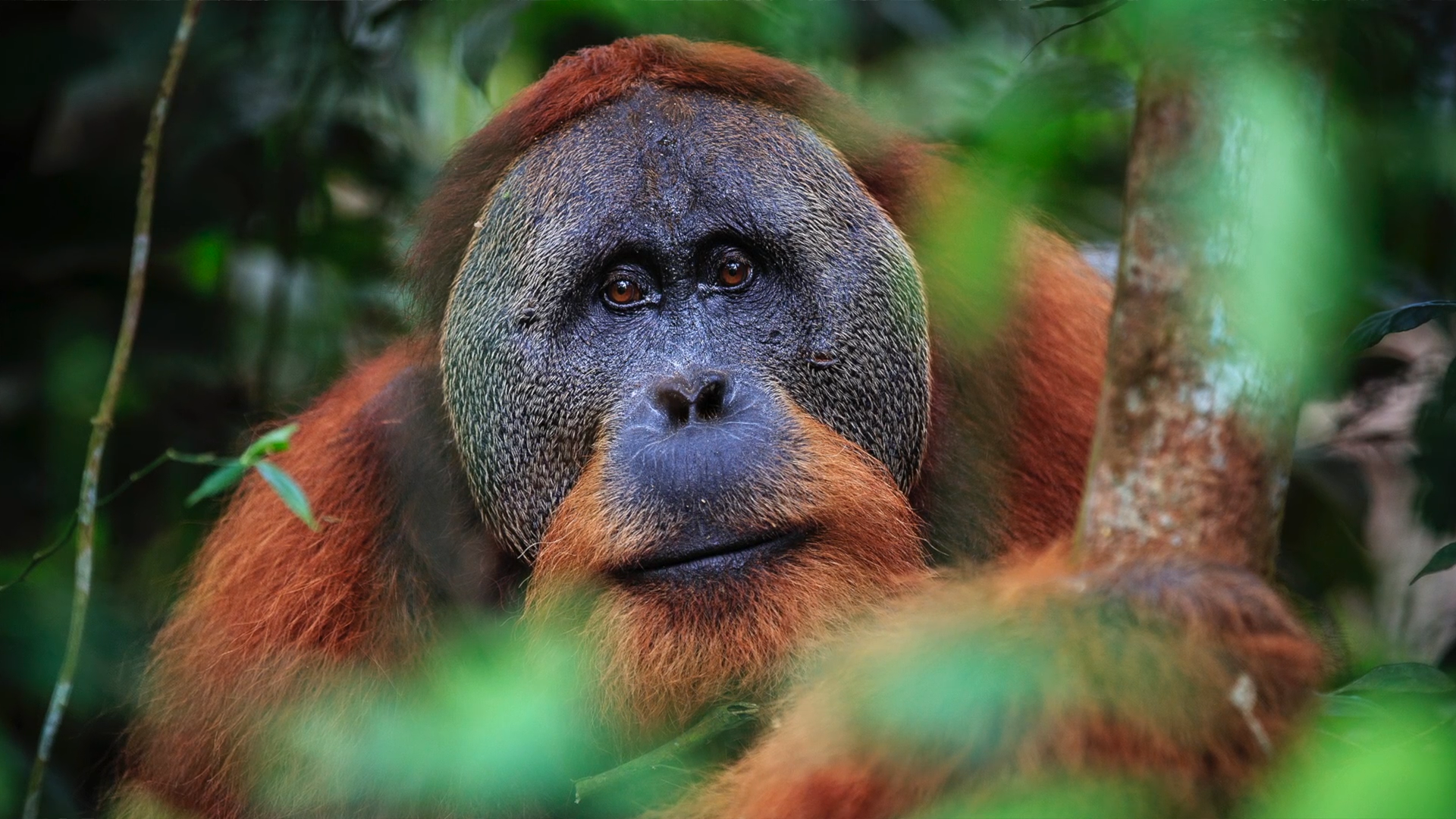 Featured image for this video