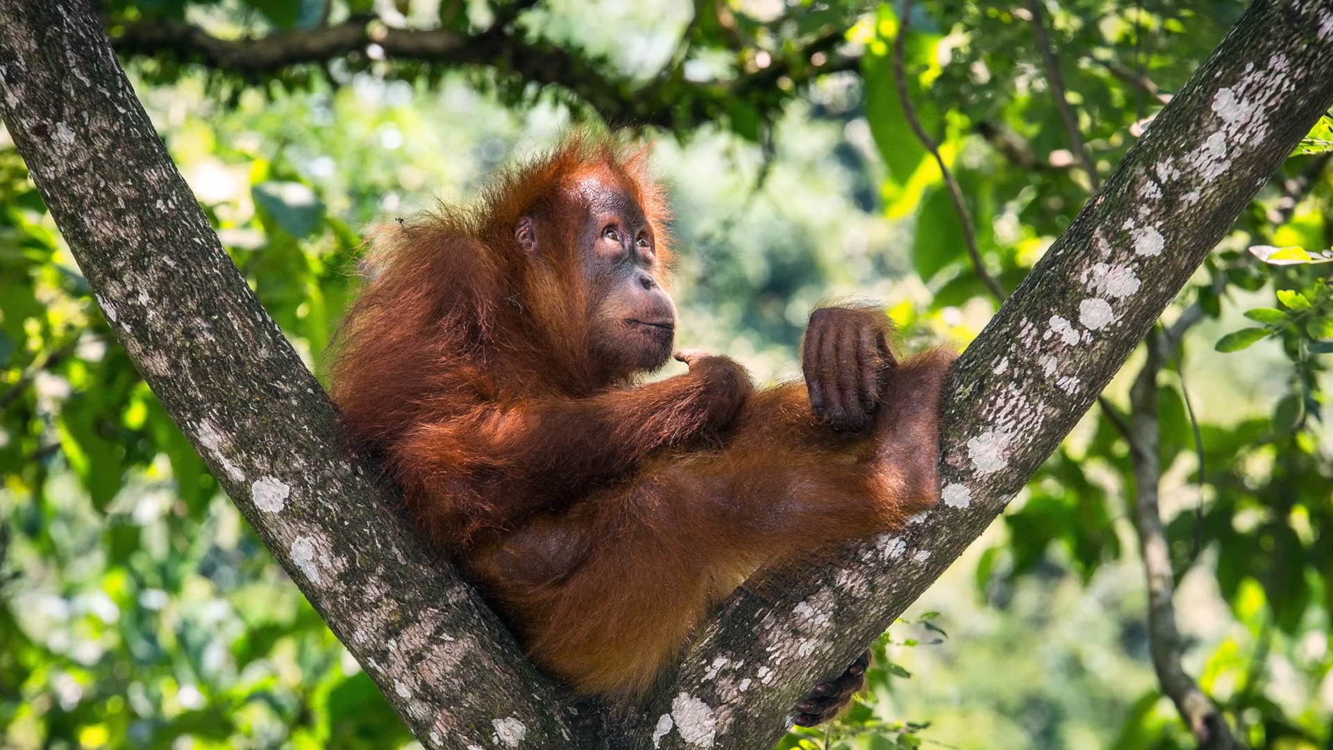 Featured image for this video