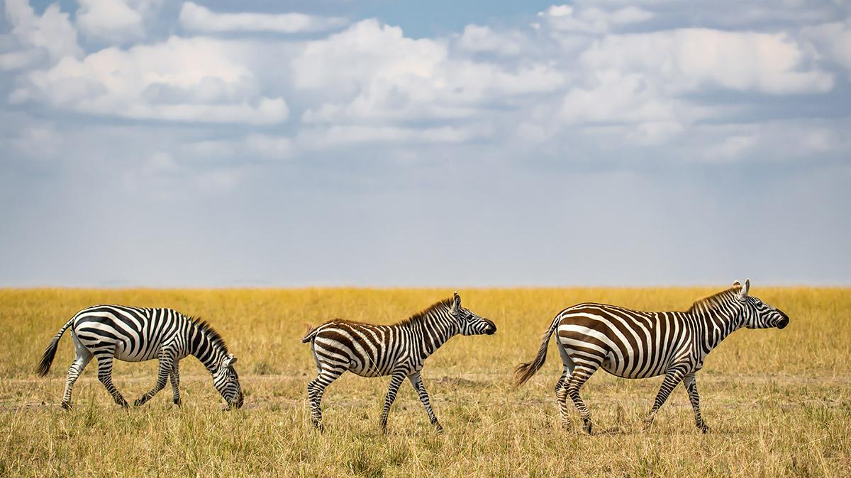 Featured image for this video