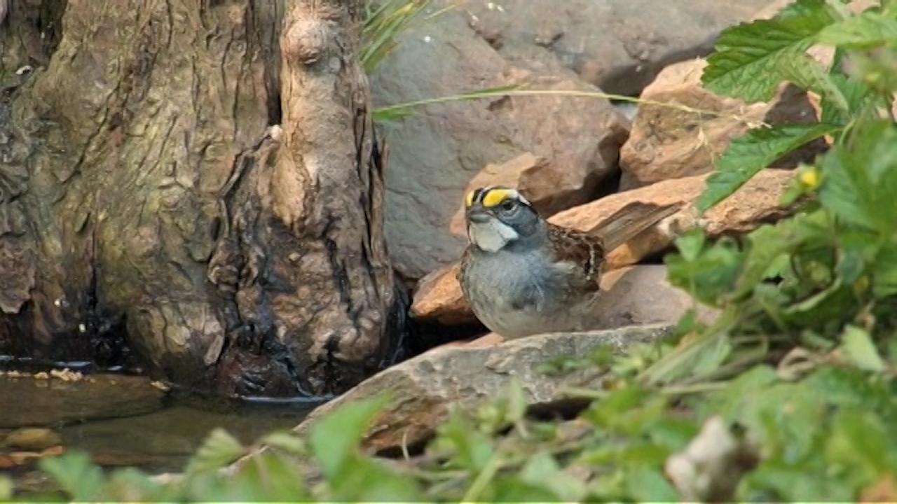 Featured image for this video