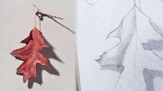 The Leaf : Dimension &amp; Detail