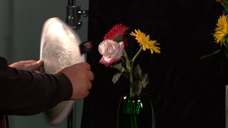 Shooting Flowers Indoors