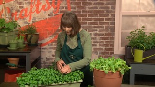 Vegetables for Shady Spots