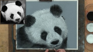 The Panda: Facial Features