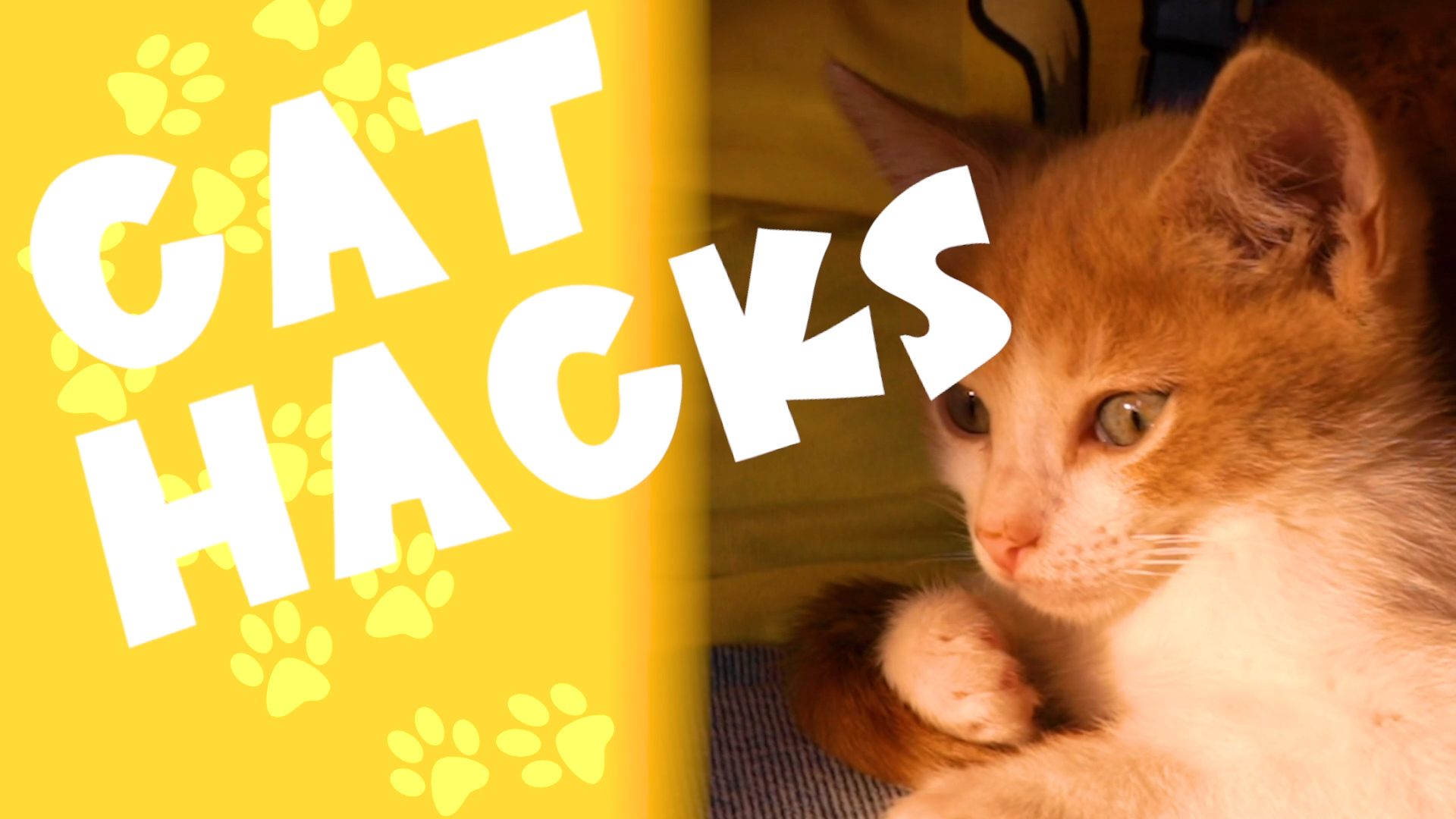 3 Fun DIY Cat Hacks