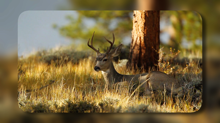 Photographing Colorado Elk at Rocky Mountain National Park – Course Previewproduct featured image thumbnail.