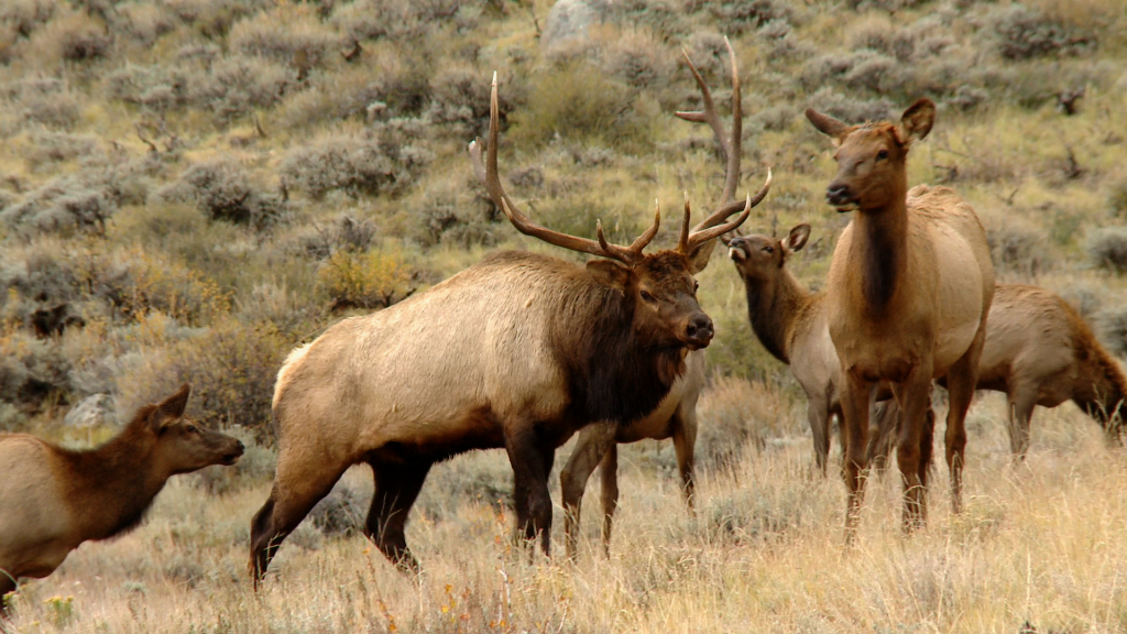 Photographing Colorado Elk at Rocky Mountain National Park | Outdoor ...