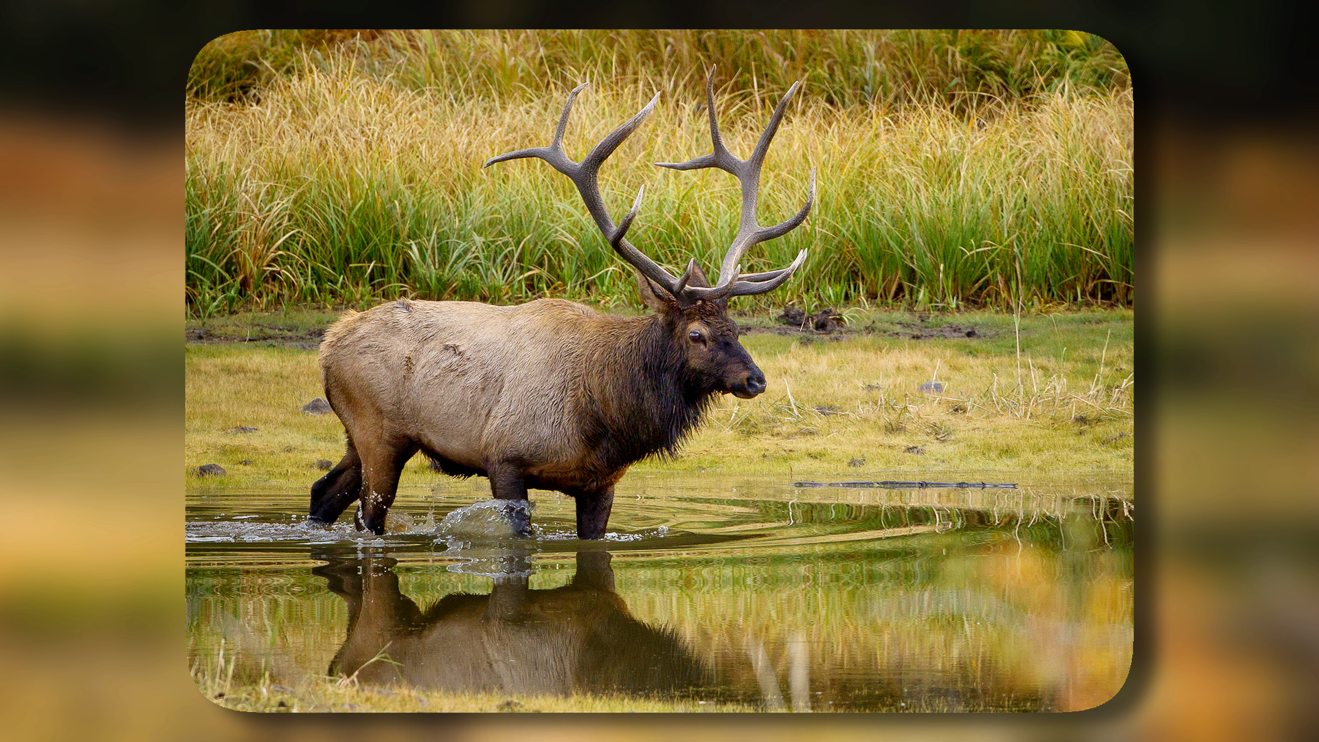 Taking Photos of Elk in Rocky Mountain National Park OPG